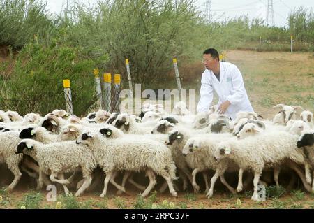 (190622) -- YINCHUAN, 22. Juni 2019 (Xinhua) -- Ein Züchter führt Tan-Schafe zur Verbesserung der Hammelqualität auf einer Farm im Yanchi County, Nordwestchinas Autonome Region Ningxia Hui, 27. Mai 2019. Das am südlichen Rand der Maowusu-Wüste gelegene Yanchi County war einst von Armut betroffen und litt unter Wüstenbildung. Aber nach jahrelangen Bemühungen wurde die Umwelt dort wiederhergestellt, und auch die Grafschaft hat die Armut abgeschwächt. (Xinhua/Zheng Wei) CHINA-NINGXIA-YANCHI-POVERTY ELIMINATION (CN) PUBLICATIONxNOTxINxCHN Stockfoto