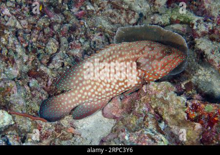 Blaufleckenbarsch, Cephalopholis cyanostigma, Pasir Tidore Tauchplatz, WEDA, Halmahera, North Maluku, Indonesien, Halmahera-Meer Stockfoto