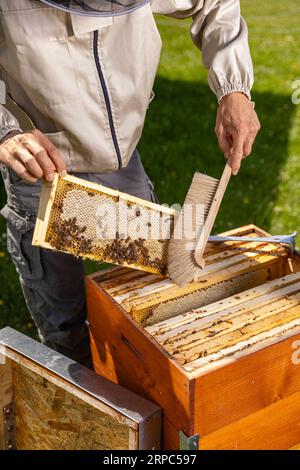 Wabenrahmen mit Bienen, die von Imkern in Arbeitsschutzkleidung während der Honigernte in Bienenstöcken gehalten werden Stockfoto