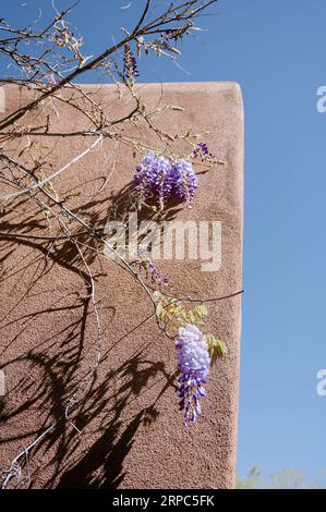 Wisteria hängt an Weinstöcken vor dem lehmziegelgebäude mit blauem Himmel Stockfoto