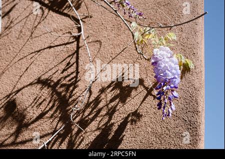 Wisteria Blume auf einer Weinrebe gegen lehmziegelgebäude in Santa Fe Stockfoto