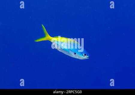 Blau und Gelb Fusilier, Caesio teres, Pasir Tidore Tauchplatz, WEDA, Halmahera, North Maluku, Indonesien, Halmahera-Meer Stockfoto