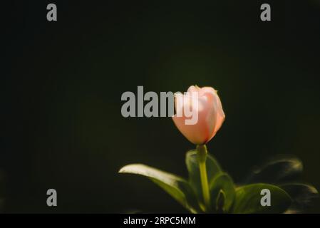 Nahaufnahme einer zarten rosa Blume vor dunklem Hintergrund Stockfoto