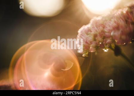 Pinkfarbene Blüten und leichte Blasen im Garten während der goldenen Stunde Stockfoto