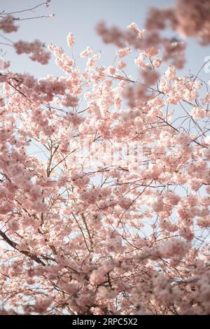 Kirschblüten Stockfoto