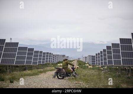 (190625) -- XINING, 25. Juni 2019 -- Ein Schäferhund hat am 16. Juni 2019 eine Schafherde in einem Photovoltaik-Kraftwerk in der tibetischen Autonomen Präfektur Hainan in der nordwestchinesischen Provinz Qinghai. Die Provinz Qinghai in Nordwestchina hat eine 15-tägige Studie zur reinen Stromversorgung abgeschlossen und einen neuen Rekord aufgestellt. Nach einer erfolgreichen neuntägigen Studie im vergangenen Jahr gab die staatliche Stromversorgungsgesellschaft Qinghai Electric Power Company am Montag bekannt. Fast 6 Millionen Menschen in der Provinz, die an die Autonome Region Tibet grenzt, verwendeten nur Strom aus Wind-, Solar- und Wasserkraftwerken aus Ju Stockfoto