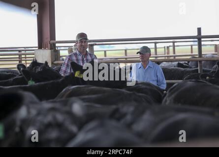 (190626) -- ATLANTIC, 26. Juni 2019 -- Farmbesitzer Bill Pellett (R) inspiziert sein Vieh, das auf einem Futterplatz im Mittleren Westen des Bundesstaates Iowa, USA, aufgezogen wurde, 19. Juni 2019. Von Viehzüchtern in Iowa bis hin zu Pekannussanbauern in Georgia sorgen sich die US-Landwirte um weitere Schäden, die durch Marktunsicherheiten verursacht werden, da sich die Handelsspannungen zwischen den beiden größten Volkswirtschaften der Welt weiter verschlechtern. ZU DIESEM Feature: US-Landwirte frustriert durch Schäden durch Zollunsicherheiten ) US-ATLANTIK-LANDWIRTSCHAFT-CHINA HANDEL WangxYing PUBLICATIONxNOTxINxCHN Stockfoto