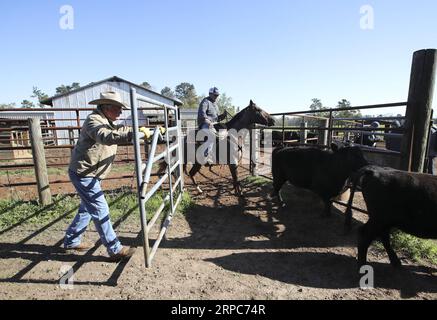 (190626) -- ATLANTIC, 26. Juni 2019 -- James Vaughn (L) und sein Sohn Jordan Vaughn Drive wählten Rinder für Bill Pellett auf den Vaughn Farms in Forsyth, dem US-Bundesstaat Georgia, am 27. März 2019 aus. Von Viehzüchtern in Iowa bis hin zu Pekannussanbauern in Georgia sorgen sich die US-Landwirte um weitere Schäden, die durch Marktunsicherheiten verursacht werden, da sich die Handelsspannungen zwischen den beiden größten Volkswirtschaften der Welt weiter verschlechtern. ZU DIESEM Feature: US-Landwirte frustriert durch Schäden durch Zollunsicherheiten ) US-ATLANTIK-LANDWIRTSCHAFT-CHINA HANDEL WangxYing PUBLICATIONxNOTxINxCHN Stockfoto