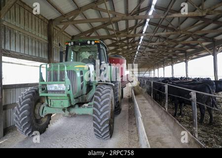 (190626) -- ATLANTIC, 26. Juni 2019 -- Bret Pellett, Sohn des Farmbesitzers Bill Pellett, fügt auf seiner Familienfarm in Atlantic, einer kleinen Stadt im Mittleren Westen von Iowa, den Vereinigten Staaten, am 18. Juni 2019 Viehfutter hinzu. Von Viehzüchtern in Iowa bis hin zu Pekannussanbauern in Georgia sorgen sich die US-Landwirte um weitere Schäden, die durch Marktunsicherheiten verursacht werden, da sich die Handelsspannungen zwischen den beiden größten Volkswirtschaften der Welt weiter verschlechtern. ZU DIESEM Feature: US-Landwirte frustriert durch Schäden durch Zollunsicherheiten ) US-ATLANTIK-LANDWIRTSCHAFT-CHINA HANDEL WangxYing PUBLICATIONxNOTxINxCHN Stockfoto