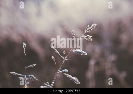 Ablagerung von Eiskristallen auf Grasschliessen, Sonnenlicht bei Sonnenaufgang. Stockfoto