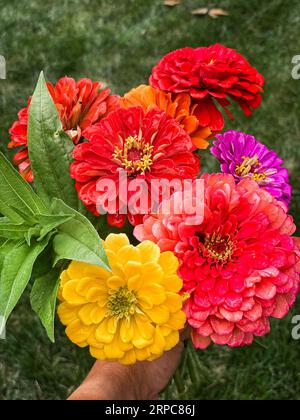 Im Sommergarten hält die Hand einen Blumenstrauß mit bunten Zinnienblüten. Stockfoto