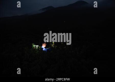 (190627) -- XIANJU, 27. Juni 2019 -- Ein Bauer erntet chinesische Bajbeeren auf einem Obstgarten im Xianju County, ostchinesische Provinz Zhejiang, 27. Juni 2019. Xianju County begann die Erntesaison für chinesische Bajbeeren. Die Anbaufläche chinesischer Bajbeeren im Xianju County belief sich auf 138.000 Mu (etwa 9.200 Hektar), was im Jahr 2018 einen Produktionswert von 667 Millionen Yuan (etwa 96,97 Millionen US-Dollar) ergab. ) CHINA-ZHEJIANG-XIANJU-CHINESE BAYBERRY-HARVEST (CN) HUANGXZONGZHI PUBLICATIONXNOTXINXCHN Stockfoto