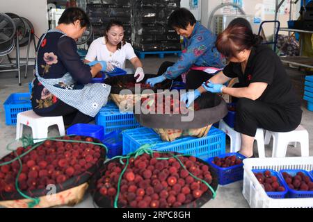 (190627) -- XIANJU, 27. Juni 2019 -- Bauern sortieren chinesische Bajbeeren in einer Genossenschaft im Xianju County, ostchinesische Provinz Zhejiang, 27. Juni 2019. Xianju County begann die Erntesaison für chinesische Bajbeeren. Die Anbaufläche chinesischer Bajbeeren im Xianju County belief sich auf 138.000 Mu (etwa 9.200 Hektar), was im Jahr 2018 einen Produktionswert von 667 Millionen Yuan (etwa 96,97 Millionen US-Dollar) ergab. ) CHINA-ZHEJIANG-XIANJU-CHINESE BAYBERRY-HARVEST (CN) HUANGXZONGZHI PUBLICATIONXNOTXINXCHN Stockfoto