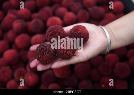 (190627) -- XIANJU, 27. Juni 2019 -- Ein Bauer zeigt neu gepflückte chinesische Bajbeeren in einer Genossenschaft im Xianju County, ostchinesische Provinz Zhejiang, 27. Juni 2019. Xianju County begann die Erntesaison für chinesische Bajbeeren. Die Anbaufläche chinesischer Bajbeeren im Xianju County belief sich auf 138.000 Mu (etwa 9.200 Hektar), was im Jahr 2018 einen Produktionswert von 667 Millionen Yuan (etwa 96,97 Millionen US-Dollar) ergab. ) CHINA-ZHEJIANG-XIANJU-CHINESE BAYBERRY-HARVEST (CN) HUANGXZONGZHI PUBLICATIONXNOTXINXCHN Stockfoto