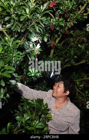 (190627) -- XIANJU, 27. Juni 2019 -- Ein Bauer erntet chinesische Bajbeeren auf einem Obstgarten im Xianju County, ostchinesische Provinz Zhejiang, 27. Juni 2019. Xianju County begann die Erntesaison für chinesische Bajbeeren. Die Anbaufläche chinesischer Bajbeeren im Xianju County belief sich auf 138.000 Mu (etwa 9.200 Hektar), was im Jahr 2018 einen Produktionswert von 667 Millionen Yuan (etwa 96,97 Millionen US-Dollar) ergab. ) CHINA-ZHEJIANG-XIANJU-CHINESE BAYBERRY-HARVEST (CN) HUANGXZONGZHI PUBLICATIONXNOTXINXCHN Stockfoto