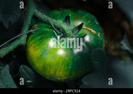 Frische Bio-Tomatenpflanze im ukrainischen Garten Stockfoto