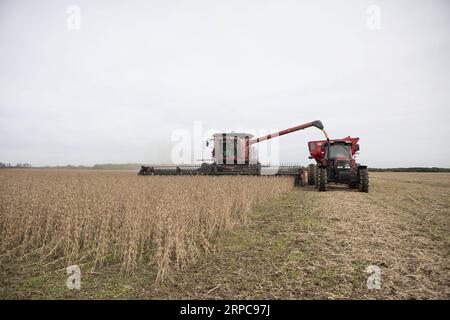 (190628) -- PEKING, 28. Juni 2019 -- Bauern ernten Sojabohnen in Rosario, Argentinien, 2. Mai 2019. Martin Zabala) Xinhua-Schlagzeilen: Schmetterlingseffekt des US-Handels, der weit reichende NixRuijie PUBLICATIONxNOTxINxCHN schikaniert Stockfoto