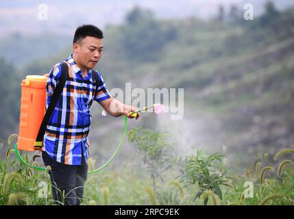 (190628) -- CHONGQING, 28. Juni 2019 -- Liu Yi arbeitet an einer Pfefferpflanzenbasis im Dorf Yulong der Gemeinde Nanping im Bezirk Nanchuan, südwestchinesisches Chongqing, 27. Juni 2019. Obwohl der 44-jährige Liu Yi im Alter von neun Jahren bei einem Unfall seinen rechten Arm verlor, hat er seinen Kopf nie in Richtung Schicksal gesenkt. Nach seinem Abschluss an einer Berufsschule im Jahr 1994 versuchte er viele Jobs wie Geschirrspüler, Obsthändler und Kohlebergmann. Seit 2010 hat er beschlossen, in seiner Heimatstadt ein eigenes Unternehmen zu gründen, indem er Dorfbewohner organisiert, um Bambuswurzeln zu Pflanzen und Hühner aufzuziehen. Seine Bemühungen haben sich gelohnt. In 20 Stockfoto