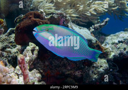 Bleeker's Parrotfish, Chlorurus bleekeri, Loleo Tauchplatz, WEDA, Halmahera, Nord-Maluku, Indonesien, Halmahera-Meer Stockfoto