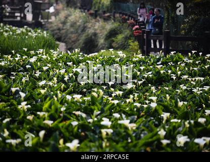 (190629) -- PEKING, 29. Juni 2019 -- Touristen genießen die Landschaft des Yangming Mountain Park in Taipei, Südostchinas Taiwan, 27. Februar 2019. Taiwan ist eine Insel vor der Südostküste des chinesischen Festlands. Es gibt reichlich ökologische Ressourcen und zahlreiche landschaftlich reizvolle Orte, darunter den Ali Mountain, ein berühmtes Bergresort und Naturschutzgebiet, den Sun Moon Lake, den größten Süßwassersee der Insel, Kenting, umgeben von Wasser auf drei Seiten am südlichsten Ende Taiwans, den Yehliu Geopark, berühmt für seine Seerosionslandschaft an der Nordküste Taiwans und die Insel Lanyu Stockfoto