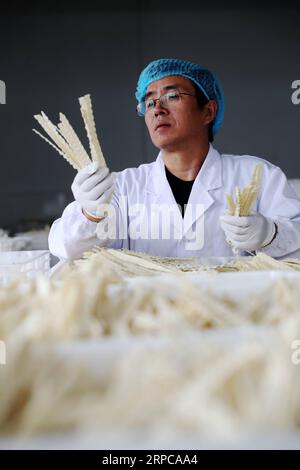 (190629) -- CHONGQING, 29. Juni 2019 -- Xu Zhangqin überprüft Nudeln bei Baiyujia Food Company im Bezirk QIANJIANG, südwestchinesisches Chongqing, 24. Oktober 2018. Xu Zhangqin, ein einheimischer Nudelhersteller, lernte schon als Kind von seinen Eltern, handgemachte Nudeln herzustellen. Xu leitete eine Nudelwerkstatt in der frühen Phase seines Geschäfts und gründete 2015 die Baiyujia Food Company, die moderne Nudelproduktionslinie einführte, um die traditionellen manuellen Techniken mit mechanischen Geräten zu kombinieren. Während er traditionelle Nudeln herstellte, entwickelte er auch fast 20 Nudelsorten. Außerdem Stockfoto