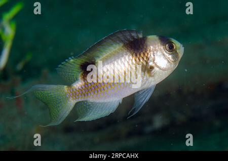 Damselfische mit schwarzen Bändern, Amblypomacentrus breviceps, Tauchplatz am Kobe Reef, WEDA, Halmahera, North Maluku, Indonesien, Halmahera-Meer Stockfoto