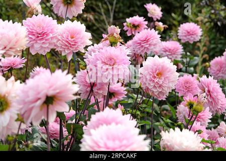 Blassrosa dekorative Dahlia Melody Harmony in Blume. Stockfoto