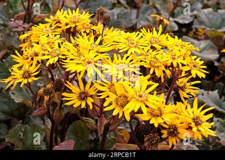 Ligularia, auch bekannt als Sommerragkraut oder Leopardenpflanze „Britt Marie Crawford“ in Blüte. Stockfoto