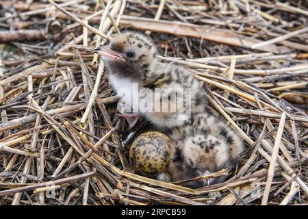 (190630) -- YANCHENG, 30. Juni 2019 -- Foto aufgenommen am 26. Juni 2019 zeigt zwei Jungseeschwalben in einem Nest in einem Milu-Hirschschutzgebiet im Sumpfgebiet des Gelben Meeres in Yancheng, der ostchinesischen Provinz Jiangsu. Mehr als 300 Seeschwalben leben heute auf einer Insel des Naturschutzgebiets. Dank des Feuchtgebietsschutzes durch die lokale Regierung in den letzten Jahren leben heute mehr Vogelarten in der Gegend. ) CHINA-JIANGSU-WETLAND-BIRDS (CN) LixBo PUBLICATIONxNOTxINxCHN Stockfoto