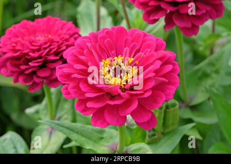 Rosa gemeinsame Zinnia elegans „Super Yoga Rose“ in Blume. Stockfoto