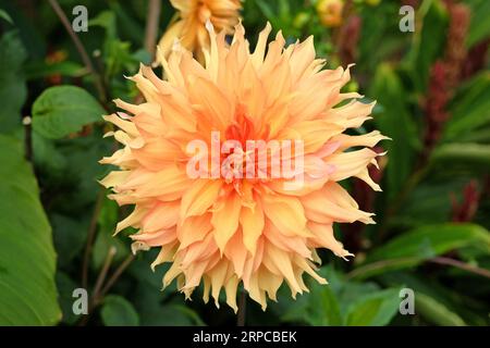 Gelbe und goldene Riesen dekorative Dahlia „Hamari Gold“ in Blume. Stockfoto