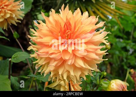 Gelbe und goldene Riesen dekorative Dahlia „Hamari Gold“ in Blume. Stockfoto