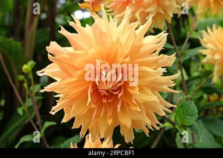 Gelbe und goldene Riesen dekorative Dahlia „Hamari Gold“ in Blume. Stockfoto