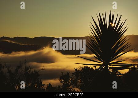 Ein einsamer Baum steht hoch vor dem Hintergrund eines leuchtend orangen Himmels, mit einem scheinbar endlosen Wolkenmeer darunter Stockfoto