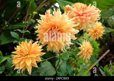 Gelbe und goldene Riesen dekorative Dahlia „Hamari Gold“ in Blume. Stockfoto