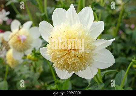 Weiße und gelbe Anemone Dahlia 'Platinum Blonde' in Blume. Stockfoto