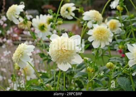 Weiße und gelbe Anemone Dahlia 'Platinum Blonde' in Blume. Stockfoto