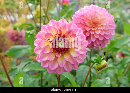 Dahlia „Foxy Lady“ in blauer Pink. Stockfoto