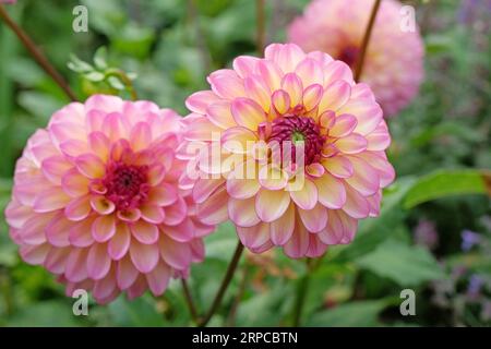 Dahlia „Foxy Lady“ in blauer Pink. Stockfoto