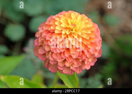 Zinnia elegans 'Queen Lime Orange' in Blume. Stockfoto