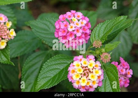 Rosa und gelbe gemeine Lantana Camera Evita Rose, auch bekannt als Strauchverbene, in Blüte. Stockfoto