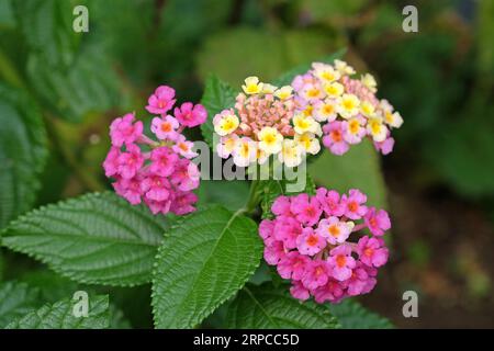 Rosa und gelbe gemeine Lantana Camera Evita Rose, auch bekannt als Strauchverbene, in Blüte. Stockfoto