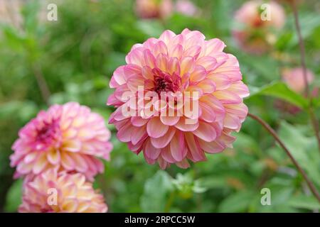 Dahlia „Foxy Lady“ in blauer Pink. Stockfoto