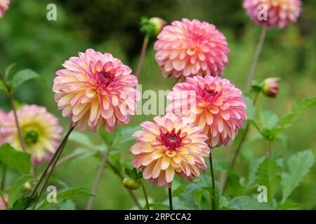 Dahlia „Foxy Lady“ in blauer Pink. Stockfoto