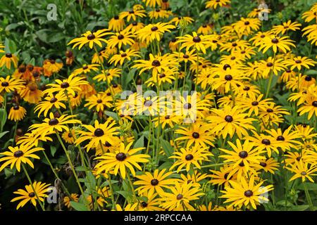 Gelbe Rudbeckia „Goldsturm“, auch bekannt als Black Eyed Susan, Gloriosa Daisy oder gelbes Ochsenauge in Blume. Stockfoto