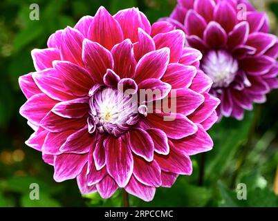 Eine Nahaufnahme der wunderschönen lila Dahlia mit weißen Kanten. Stockfoto