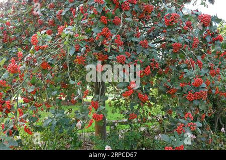 Die roten Beeren der Sorbus hybrida 'Gibbsii'-eberesche. Stockfoto