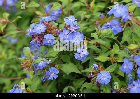 Chinesisches plumbago Ceratostigma willmottianum Forest Blue ÔLiceÕ in Blume. Stockfoto
