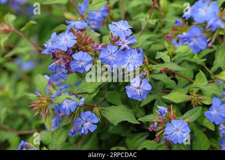 Chinesisches plumbago Ceratostigma willmottianum Forest Blue ÔLiceÕ in Blume. Stockfoto