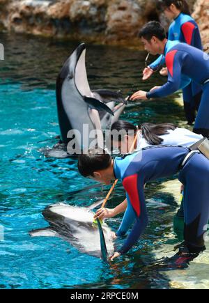 (190702) -- ZHUHAI, 2. Juli 2019 -- Mitarbeiter füttern und führen routinemäßige Gesundheitsprüfungen zu pazifischen Weißseitendelfinen im Chimelong Ocean Kingdom in Zhuhai, Provinz Guangdong, 2. Juli 2019 durch. Drei weiße Delfinwelpen aus der pazifikregion traten am Dienstag in Zhuhai zum ersten Mal öffentlich auf. Die drei Jungen, die im Mai 2019 geboren wurden, sind alle männlich. ) CHINA-ZHUHAI-PACIFIC WHITE-SIDE DOLPHIN-CUB (CN) LIUXDAWEI PUBLICATIONXNOTXINXCHN Stockfoto